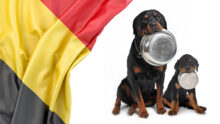 ban pet food Belgium